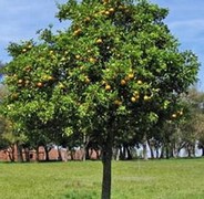 La taille des arbres fruitiers