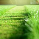 mowing the lawn. A perspective of green grass cut strip. Selective focus