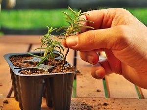 photo shows a hand holding a clipping (with fresh new roots) of rosemary bevor potting