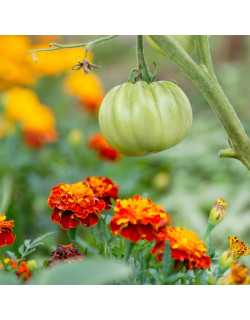 Pourquoi planter des oeillets d’inde près des tomates ?